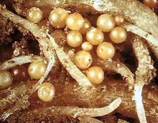 На Волині виявили картоплю, заражену карантинним паразитом